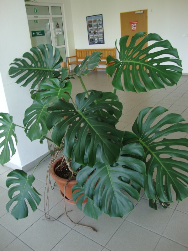 monstera deliciosa swiss cheese plant mexican breadfruit indoor houseplant interior nursery online florida