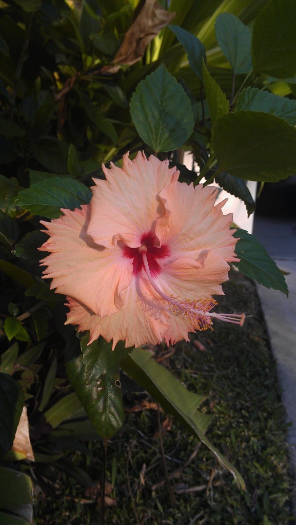 Hawaiian Salmon Hibiscus  rare unusual tropical plants nursery melbourne florida brevard indiant river county