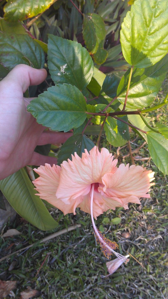 hawaiian salmon hibiscus rare unsual tropical plants nursery houseplant florida brevard melbourne satellite indian harbour beach cocoa vero