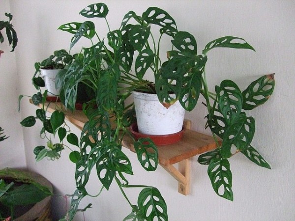 monstera obliqua swiss cheese vine indoor interior tropical plants online shop