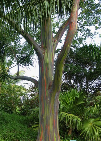 rainbow eucalyptus eucalyptus deglupta brevard florida nursery for sale online shop