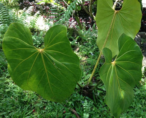 Fausto Faustinos Giant Anthurium Indian tHarbour Beach Exotica Tropicals Nursery