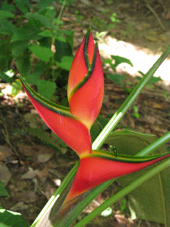 heliconia stricta x orthotricha oriole orange tropical plants florida nursery