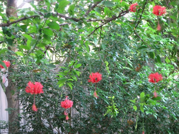 Fringed Rose Mallow Coral Hibiscus red japanese lantern rare unusual plants nursery cocoa beach vero satellite florida