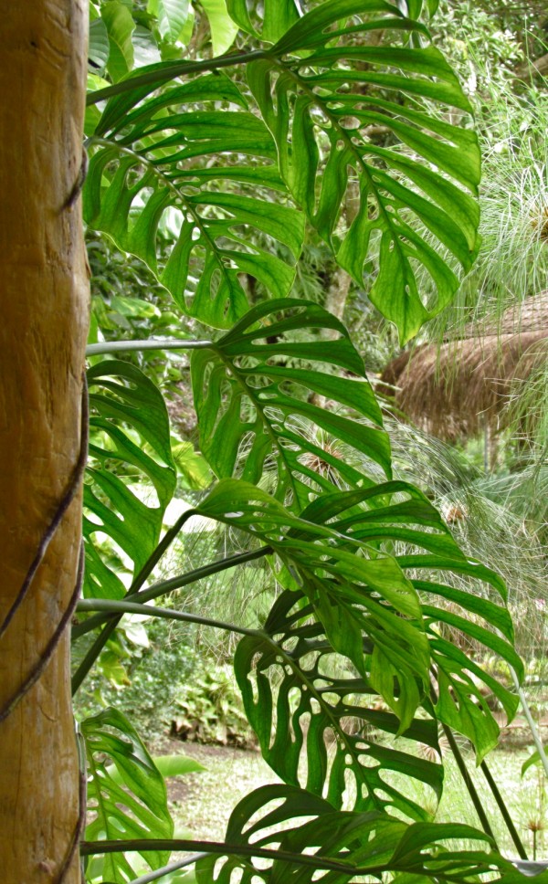 monstera obliqua swiss cheese vine climbing florida indian harbour beach indialantic florida nursery 