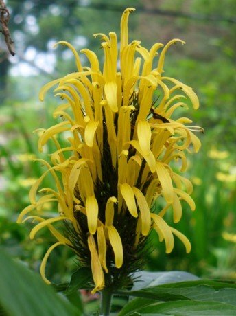 tropical plant nursery indian harbour beach exotica melbourne cocoa beach vero Justicia Aurea Yellow Jacobinia Golden Plume