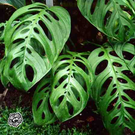 monstera obliqua swiss cheese vine space coast nursery indoor tropical plants florida