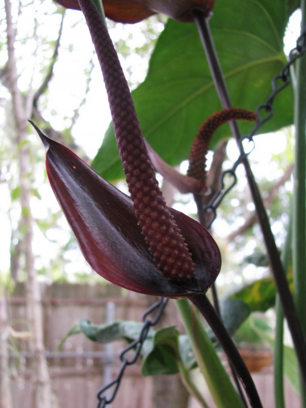 black anthurium flower watermaliense brevard plant nursery space coast