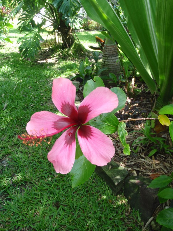 purple hibiscus Fiji Island tropical plants nursery florida online