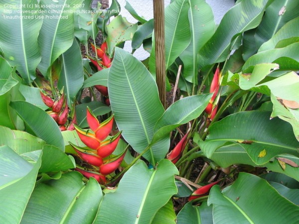 heliconia stricta x orthotricha oriole orange tropical plants florida nursery space coast cocoa beach satellitel vero beach