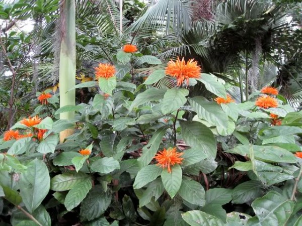 Justicia chrysostephana Orange Flame Plume Golden Crown Jacobinia, Yellow Crowned Justicia big flower tropical plant nursery melbourne florida 