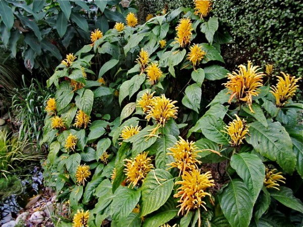 Justicia Aurea Yellow Jacobinia Golden Plume tropical plant nursery online shopping florida brevard space coast