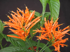 Justicia chrysostephana Orange Flame Plume Golden Crown Jacobinia, Yellow Crowned Justicia nursery brevard tropical plants florida space coast