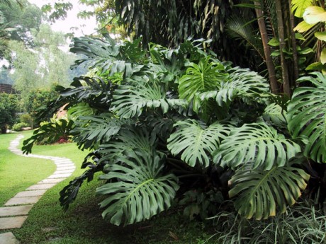 swiss cheese plant mexican breadruit monstera deliciosa florida melbourne nursery online shop