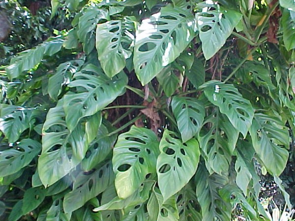 monstera obliqua swiss cheese vine brevard tropical plants nursery florida