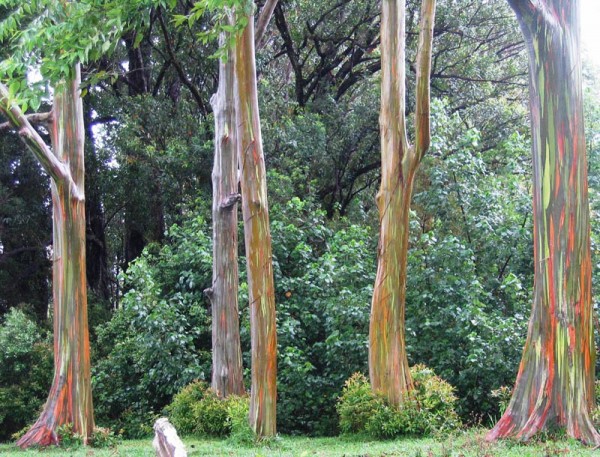 rainbow eucalyptus  eucalyptus deglupta hawaii florida for sale nursery tree tropical plants melbourne