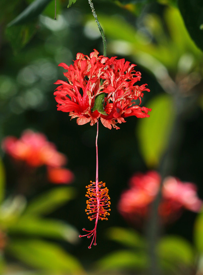 How To Deadhead Hibiscus Flowers - Deadheading Hibiscus Video
