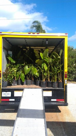 Tropical nursery truck melbourne florida brevard rare plants jungle plant show vero beach FIT