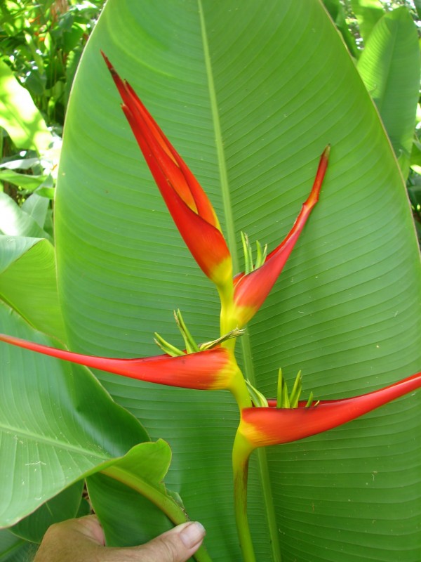 heliconia latispatha red yellow gyro florida tropical plant nursery melbourne brevard county