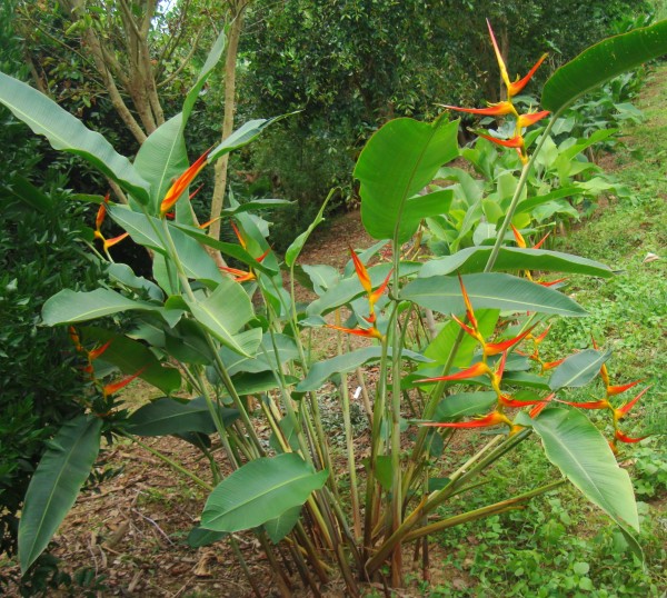 heliconia latispatha red yellow gyro florida tropical plant nursery space coast cocoa beach vero beach indian harbour satellite