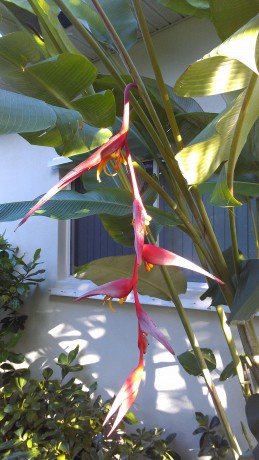 heliconia collinsiana red hanging pendant flower tropical plant nursery florida buy online melbourne beach verobrevard