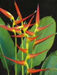 heliconia latispatha red yellow gyro florida tropical plant nursery online shopping nursery