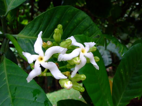 tabernaemontana crassa tropical tree nursery florida