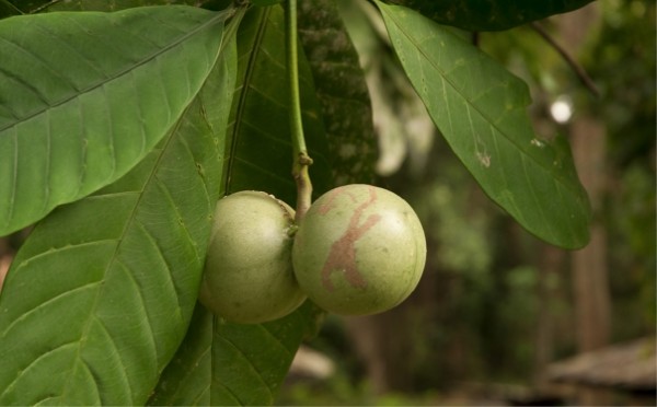 tabernaemontana crassa tropical tree nursery florida