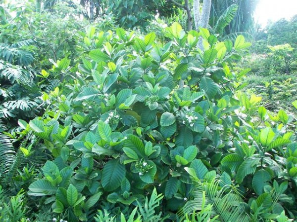 tabernaemontana crassa tropical tree nursery florida