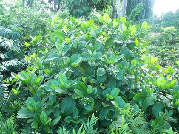 tabernaemontana crassa tropical tree nursery florida