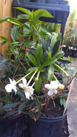 Brunfelsia Manaca Fragrant Flowers Brevard Tropical Plants nursery Melbourne Florida cocoa Beach Vero Satellite Space Coast