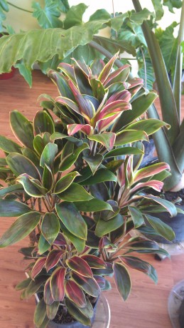 cordyline fruticosa ti plant cameroon unusual varieties tropical plants nursery indoor interior houseplant melbourne florida brevard county