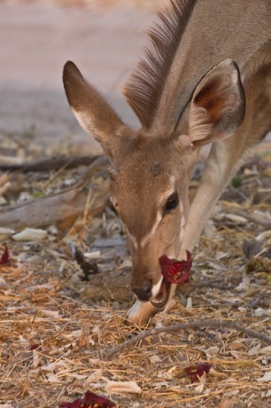 Impala eating Sausage Tree Flowers Brevard Tropical plants Nursery Melbourne cocoa Beach Vero Satellite