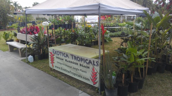 Florida Tech Plant Show Botanical Fest Tropical Plants Heliconia Alocasia Philodendron Anthurium