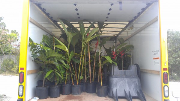 Florida Tech Plant Show Botanical Fest Tropical Plants Heliconia Alocasia Philodendron Anthurium
