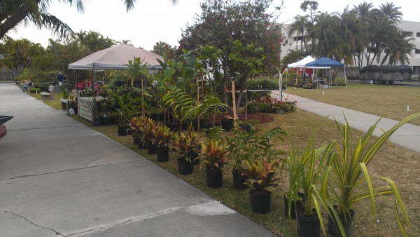 Florida Tech Plant Show Botanical Fest Tropical Plants Heliconia Alocasia Philodendron Anthurium