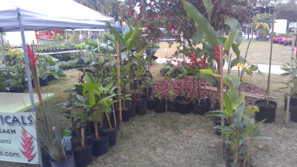 Florida Tech Plant Show Botanical Fest Tropical Plants Heliconia Alocasia Philodendron Anthurium