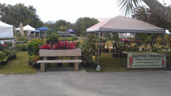 Florida Tech Plant Show Botanical Fest Tropical Plants Heliconia Alocasia Philodendron Anthurium