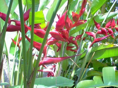 heliconia pedro ortiz  tropical plants nursery indoor interior plants houseplants jungle melbourne florida brevard indian river county cocoa beach vero