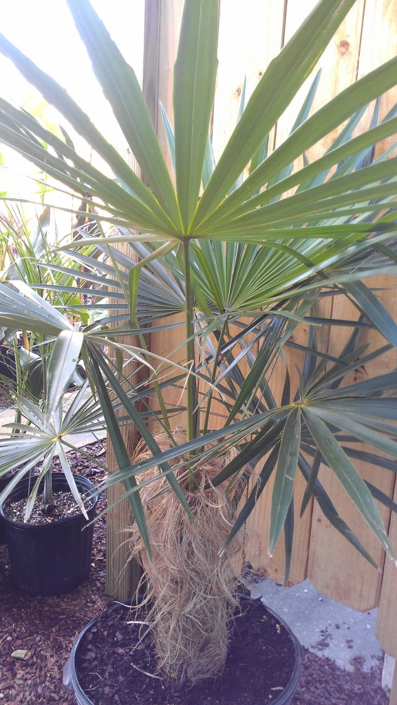 Old Man Palm rare coccothrinax brevard melbourne tropical plants nursery exotic