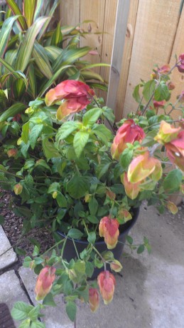 red shrimp plant justicea brevard county indian river tropical plants nursery