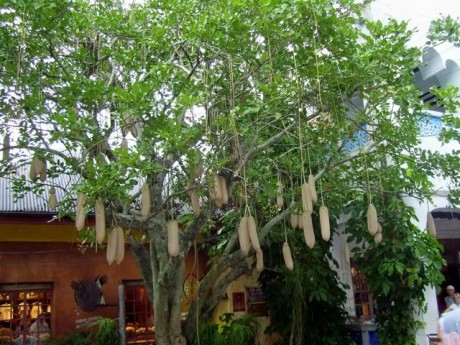 Sausage Tree At Disney's Animal Kingdom Brevard Tropical plants Nursery Melbourne cocoa Beach Vero Satellite