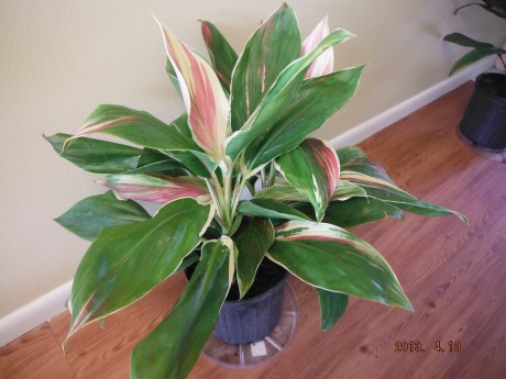 Cordyline Exotica Ti Plant Tropical Plants rare brevard county melbourne beach nursery cocoa vero