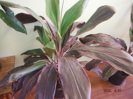 Cordyline "Neapolatin Ice Cream" Ti Plant  brevard county tropical plant nursery melbourne indian harbour beach vero cocoa