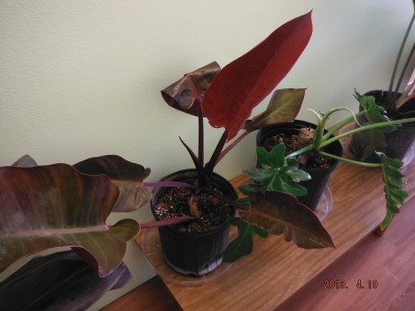 Philodendron McColleys Finale - Red Philodendron Tropical Plants nursery brevard county