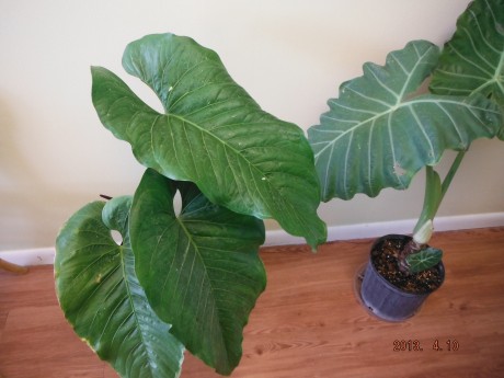 Anthurium Watermaliense Giant Black Anthurium