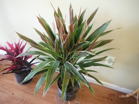 Cordyline "Bryans Diamond"