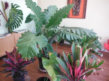 Large Alocasia Portora interior houseplant exterior landcape plant florida