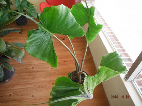 Alocasia Stingray  unsual rare aroid tropical plant nursery in brevard county florida