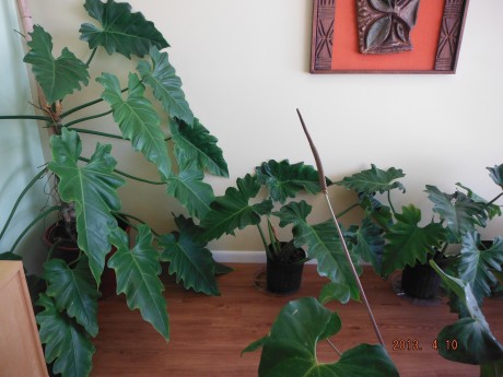 Philodendron Subincisum - A large leaf climber  jungle plants landscape florida nursery interior tropical houseplants